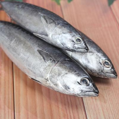 China FROZEN 2020 Skipjack Tuna Skipjack Tuna Bomb Frozen Whole Fish for sale