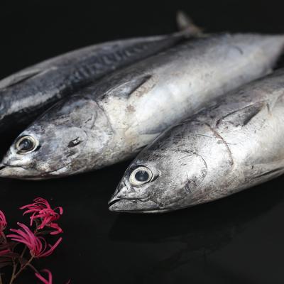 China FROZEN Whole Frozen Frozen Skipjack Tuna Bonito Tuna Price for sale