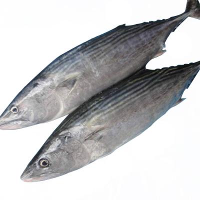 China Wholesale Frozen Frozen Striped Whole Round Fish Bonito Bonito Fish Frozen Bonito Fish For Sale for sale