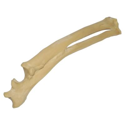 China Vivid Anatomy Dog Bone Model for sale