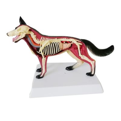 China Biological teaching aid The animal model anatomical model of a dog for sale