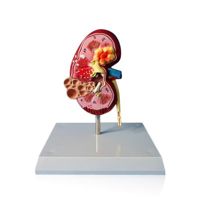 China Pet Hospital Pet Kidney Model for sale