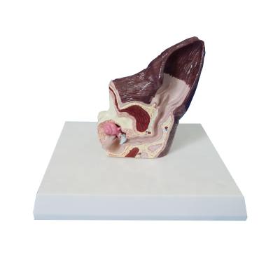 China Pet Hospital Pet Ear Model for sale