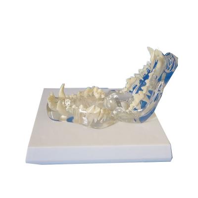 China Simulation Mold Animal Veterinary Resin Pet Cat Tooth Model Transparent Cat Tooth Canine Tooth Oral Teaching Demonstration for sale