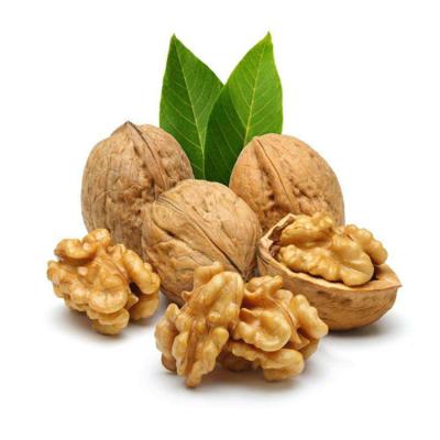 China 2021 Wholesale Dried Xinjiang Walnut Cultivation Walnut Kernels With Good Price for sale