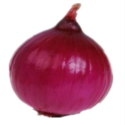 China Wholesale fresh fresh vegetable fresh red onion with best export price for sale