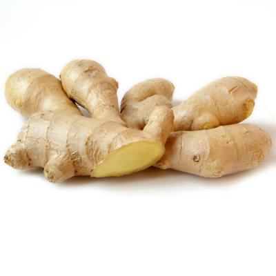 China Fresh Fresh Ginger With Dry Ginger High Quality Wholesale Price for sale