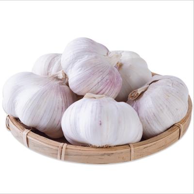 China Hot Selling Garlic 2020 New Chinese Fresh Cultured Garlic With Best Price for sale