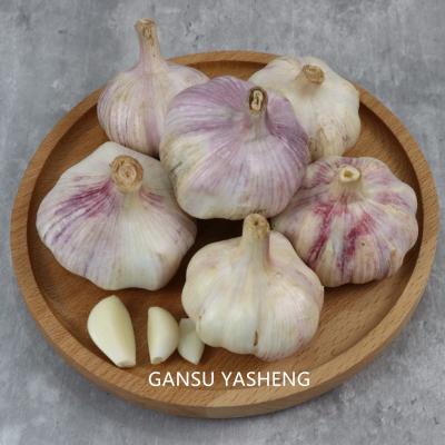 China Hot Selling Garlic 2020 New Chinese Fresh Cultured Garlic With Best Price for sale