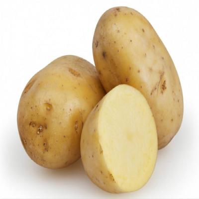 China China Organic Food Fresh Potato Export Wholesale Best Price for sale