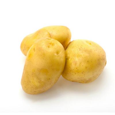 China Organic Food Fresh Potato Potato Market Price Hot Selling Export for sale