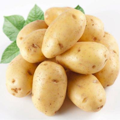 China Organic Food Fresh Potato For Cooking High Quality Potato With Top Grade Export for sale