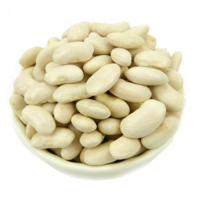 China Chinese white large size dry dwarf bean white dwarf bean export for sale