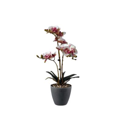 China Hot Selling Real Touch Cloth Real Touch Artificial Phalaenopsis Bonsai Plastic Orchid Flower With Vase for sale