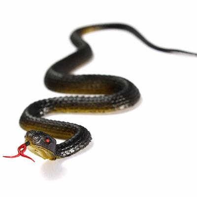 China PVC Simulation Snake Wriggly Person Toys Tricky Prank Toy Child Halloween Novelty Scary Realistic Soft Rubber Snake Toy for sale