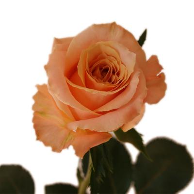 China Natural Touch Cut Flower Roses Wedding Decor Floral Fresh Mother's Day Flowers Wholesale for sale