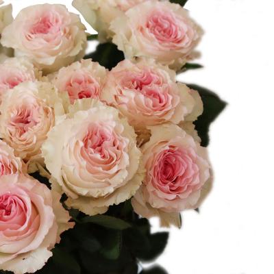 China Contact Supplies Natural Floral Cut Flower Online Fresh Roses Floral Touch Flowerwholesale for sale