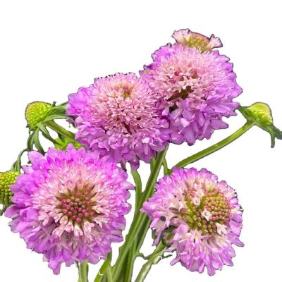 China Natural Touch Florist supplies online available fresh cut flower flowerwholesale for sale