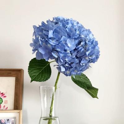 China Natural Wedding Decoration Wall Flower Touch Cut Flower Fresh Hydrangeas Buy in Bulk for sale