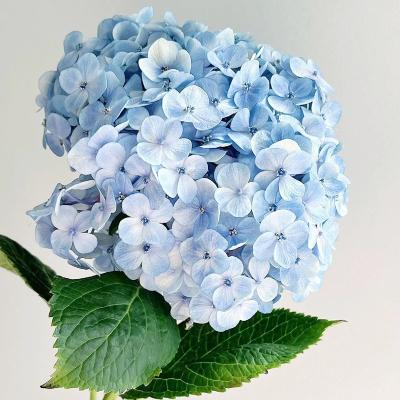 China Natual Touch Natural Fresh Cut Flower Hydrangeas Wholesale Flowers for sale