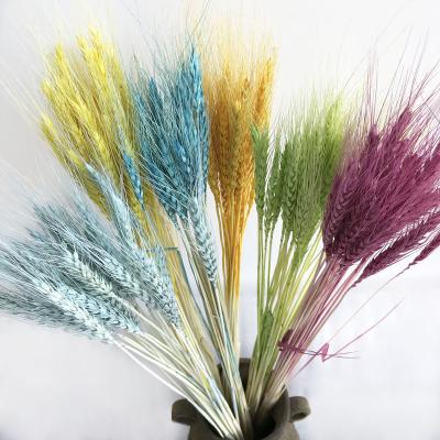 China Durable Factory Price Wedding Decoration Dried Flowers Wheat For Flower Box for sale