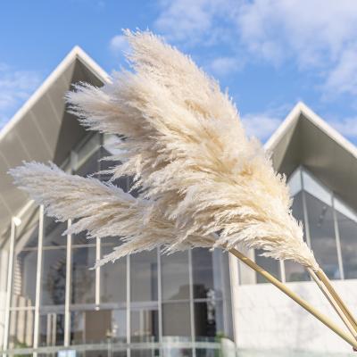 China Durable Decorative Flowers Wedding Decoration Dried Flowers Pampas Grass for sale