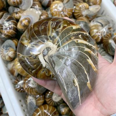 China China Nautilus Nautilus Conch Ammonite Shell Fossil Polished Nautilus For Decoration for sale