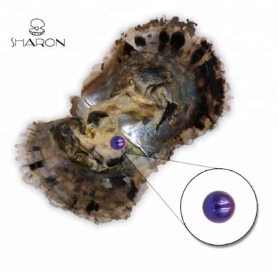 China Sharon Funing Gift Vacuum Packed Bright Purple Round Opening Pearl Oyster 7-8mm Grade AAAA for sale