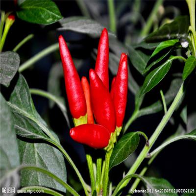 China Red Bullet Chilli with Hat for Industrial Drying for sale