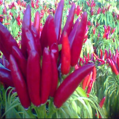 China Single Herb Bullet Red Chili with 2% Broken Rate for sale