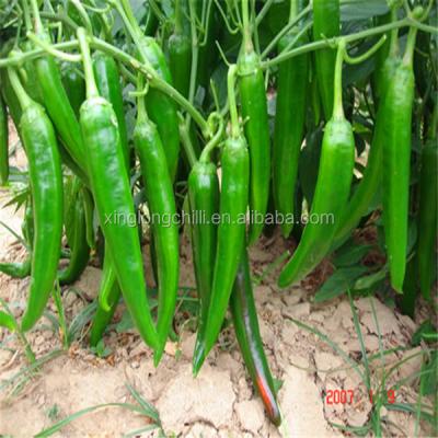 China Erjingtiao sin tallo Chilli picante seco 13-16cm 8000shu Información nutricional Proteína-9 2g en venta