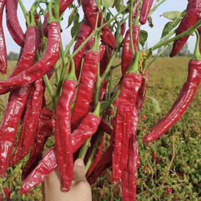 China Nutrition Facts Sweet Paprika Pepper High In Vitamin C 7-19cm Mild Heat Level for sale