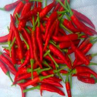 China Feuchte kontrolliert bei 14% Max. Heiße Chilli-Pfeffer 4-7cm von höherer Qualität zu verkaufen