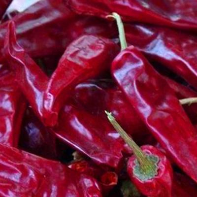 China Air Dried Dried Red Chilli Peppers For Spicy Hot Pot And Sichuan Cuisine for sale