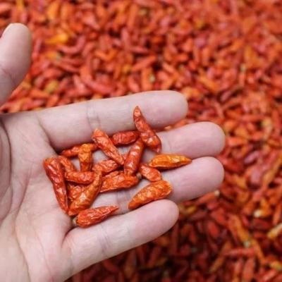 China 1KG Pack of Red Oval Spicy Vitamin Rich Much Spicy Dry Chilli for sale