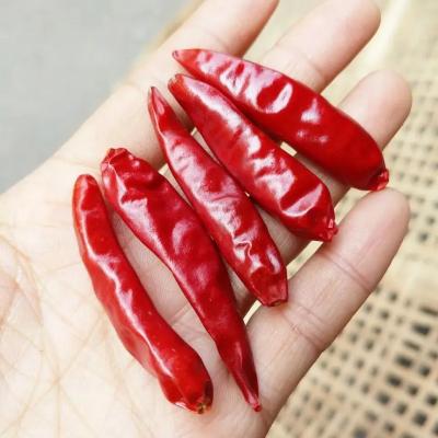 China Fiery Red Bullet Chilli Single Herb Spice for sale