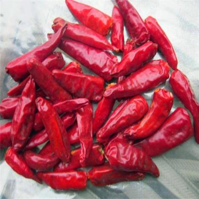 China 20000-30000SHU Hot Red Bullet Chilli Small Single Herbs Spices For Country Markets for sale