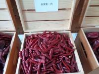 China High Spicy Stemless Dried Red Chilli Peppers Halal Approved for sale