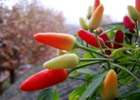 China Sondern rote Paprika-Hülsen MUI Tianjin Red Chilies Authentics Kraut aus zu verkaufen