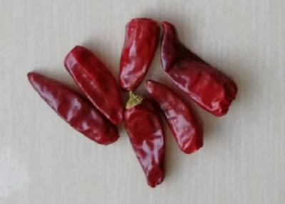 Cina Chaotian in tondo ha asciugato i peperoncini rossi rossi 6CM 30000 SHU Whole Chilli Pods in vendita