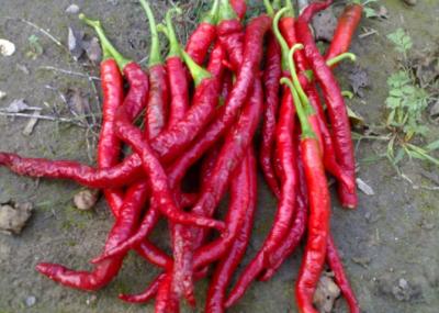 China Wasserfreie Xian Chilli Edible Dehydrating Cayenne-Pfeffer hielten auf zu verkaufen