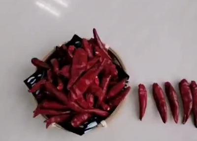 Cina Il cinese rosso crudo dei peperoncini rossi di Tientsin di alta asprezza ha asciugato Chili Peppers rosso in vendita