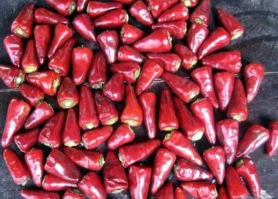 Chine Ciel refoulé faisant face aux piments rouges secs culinaires de Chaotian de piments à vendre