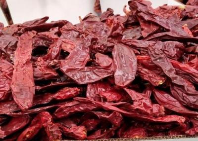 China Fruity Dried Guajillo Peppers 500SHU 11cm New Mexico Chile Guajillo for sale