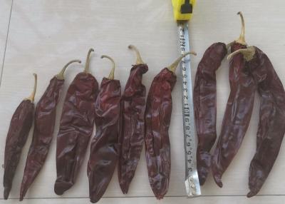 China Nieuw Gewas 220 ASTA Paprika Sweet Red Pepper Pungent Guajillo Chili Peppers 12-18 Cm Te koop