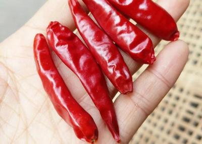 China 10% Moisture Stemless Dried Sichuan Chilli Whole Pods In 10KG Pack for sale