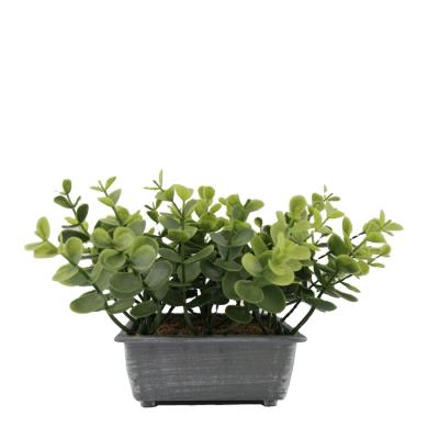 China Eco - Friendly Artificial Shrub Plant Filling Indoor And Outdoor Family Artificial Money Leaf for sale