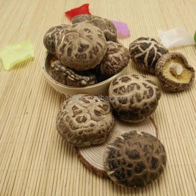 China Dried Flower Tea Shiitake Mushroom Dried Whole for sale