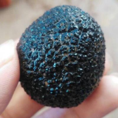 China Fresh Chinese Fresh Black Melanosporum Truffle in different size for sale