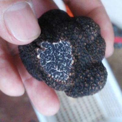 China 3-5CM Fresh Chinese Wild Black Mushroom Truffle Price for sale